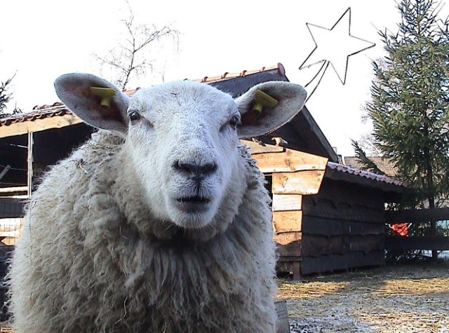 Kerststal 2008 073